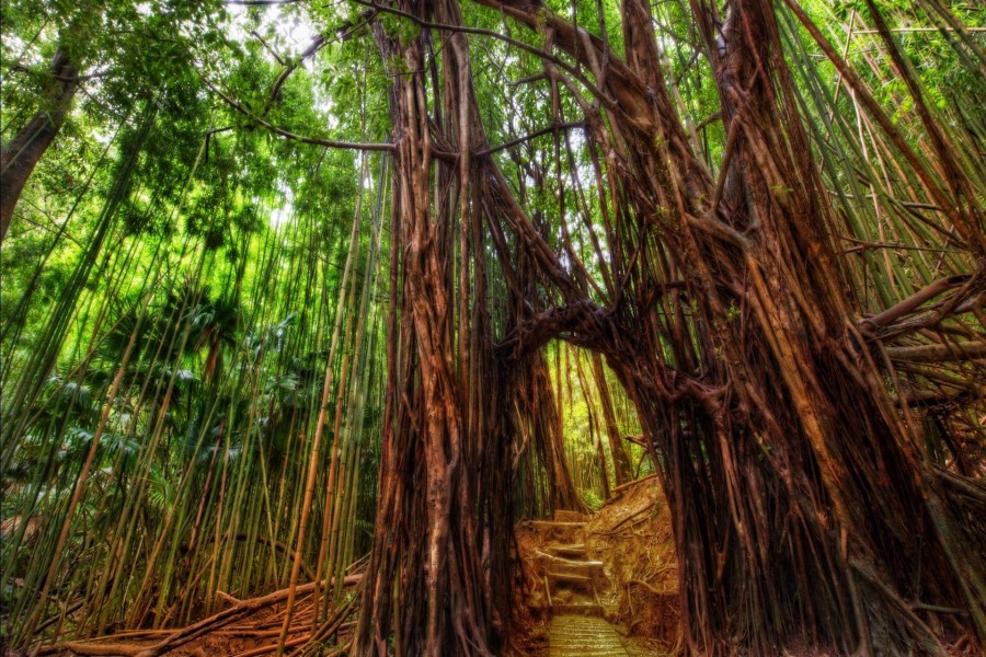 Pasarela en el bosque de bambú