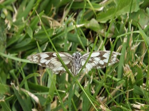 Mariposa en la hierba