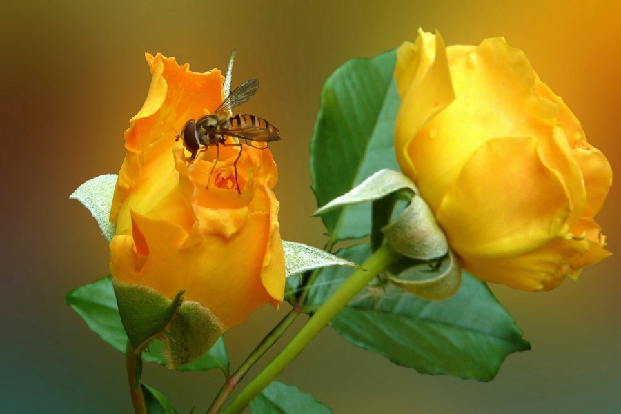 Abeja posada en un rosa amarilla