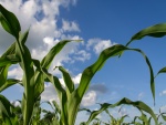 Hojas de maíz verde