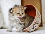 Gatito dentro de un tazón