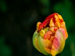 Bello tulipán en primavera