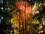 Árboles de colores en otoño