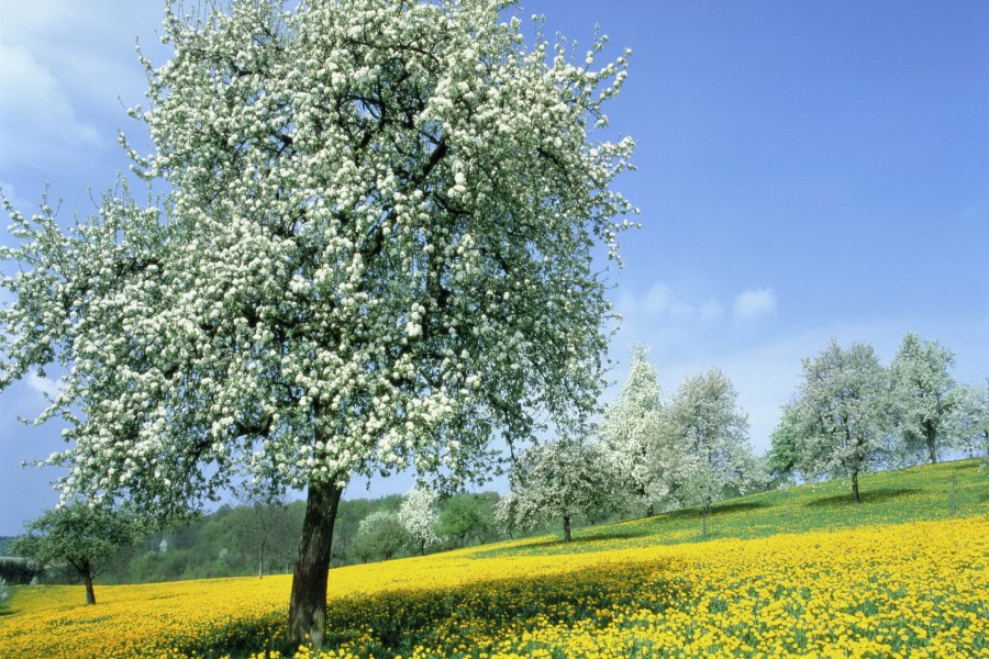 Árboles en flor sobre un campo de flores amarillas