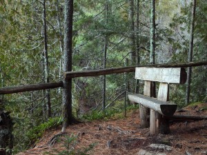 Banco de madera en el bosque