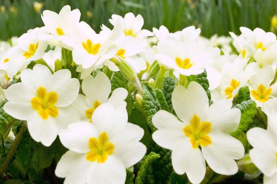 Lindas flores blancas y amarillas