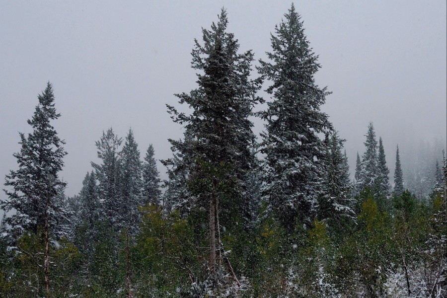 Copos de nieve sobre los pinos