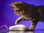 Gatito observando el ratón del ordenador