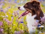 Perro pastor australiano en un prado con flores