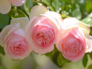 Tres bellas rosas de color rosa
