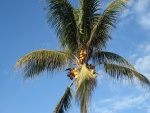 Cocos creciendo en una palmera