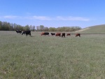 Vacas comiendo pasto en el campo