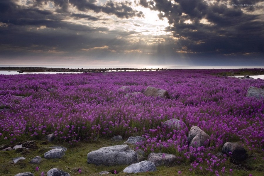 Piedras entre las flores