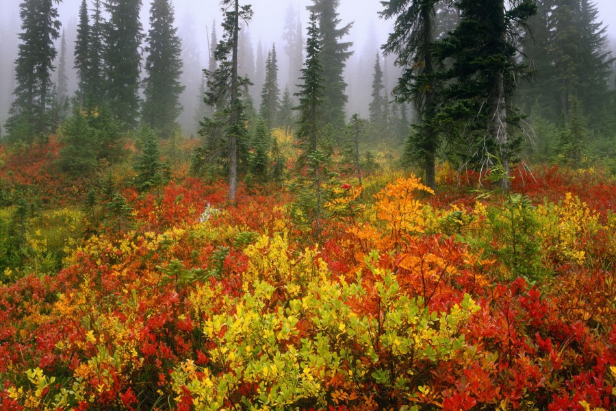 Arbustos en otoño