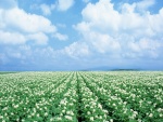 Un gran campo con flores blancas