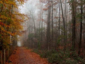 Niebla en un bosque otoñal