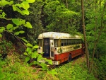 Autobús abandonado en un bosque