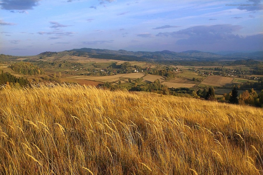 Campo de trigo en una colina