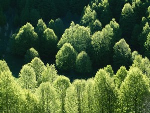 Postal: Árboles verdes recibiendo la luz del sol