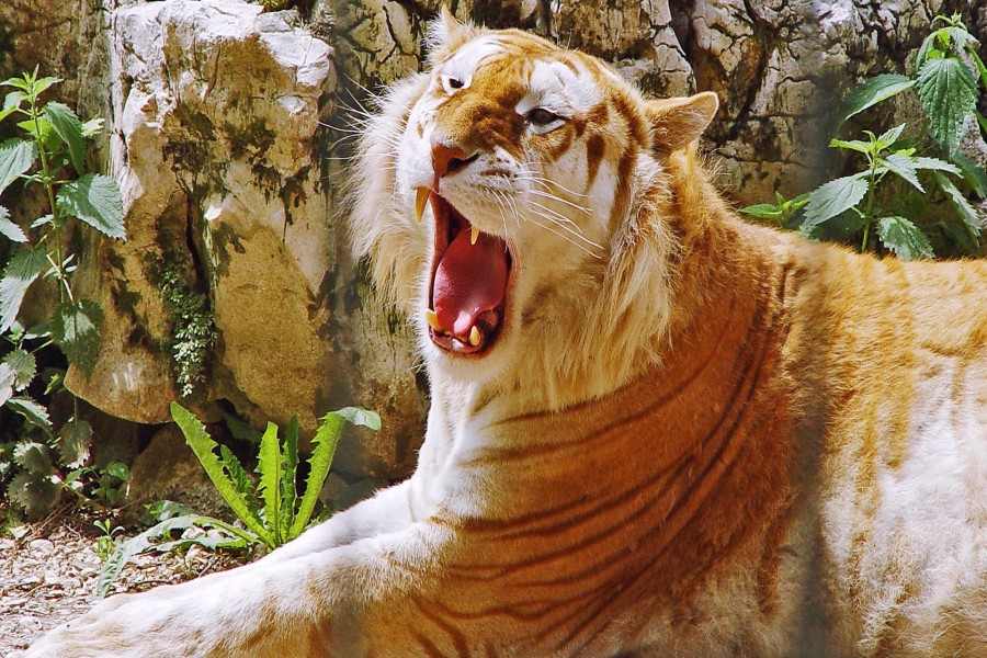 Un hermoso tigre bostezando