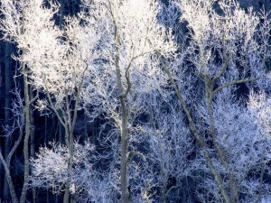 Árboles escarchados en invierno