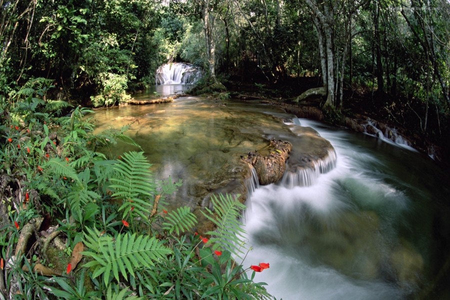 Helechos y flores junto al río