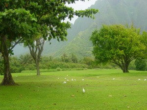 Aves en un prado verde