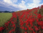 Flores rojas en el campo