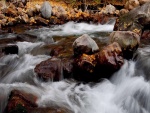 Piedras y hojas en el cauce de un río