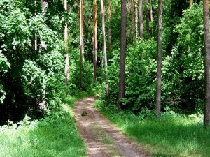 Postal: Camino entre los árboles del bosque