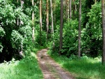 Camino entre los árboles del bosque