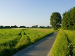 Pequeña carretera entre campos verdes