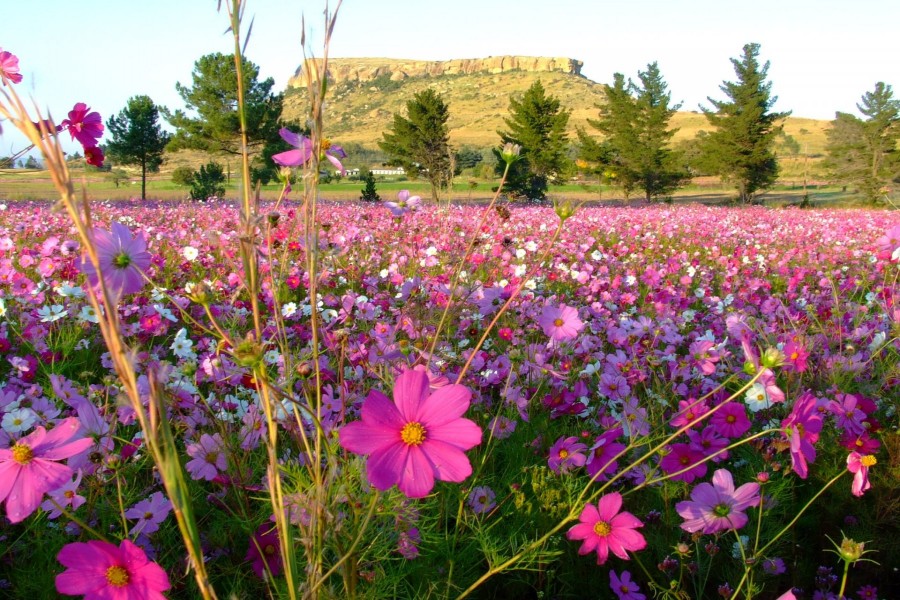 Bellas flores en la pradera