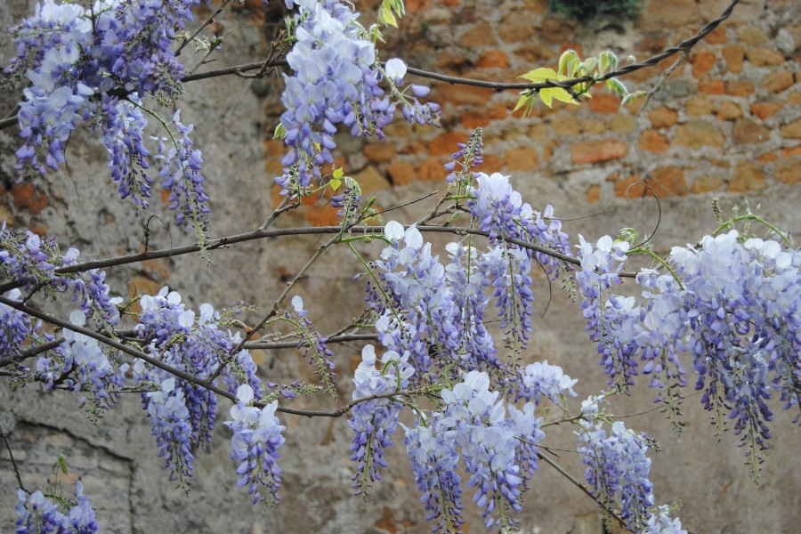 Glicinas color púrpura en las ramas