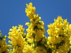 Árboles de mimosa amarilla