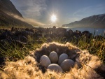 Sol iluminando unos huevos en el nido