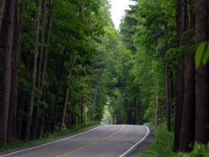 Carretera entre árboles verdes