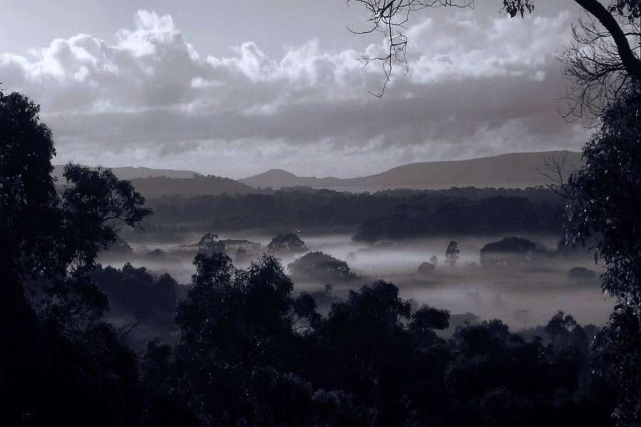 Niebla en el campo