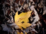 Hoja amarilla sobre unas hojas secas