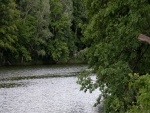 Árboles junto al río