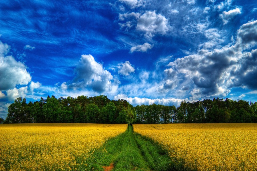 Camino verde entre un campo amarillo