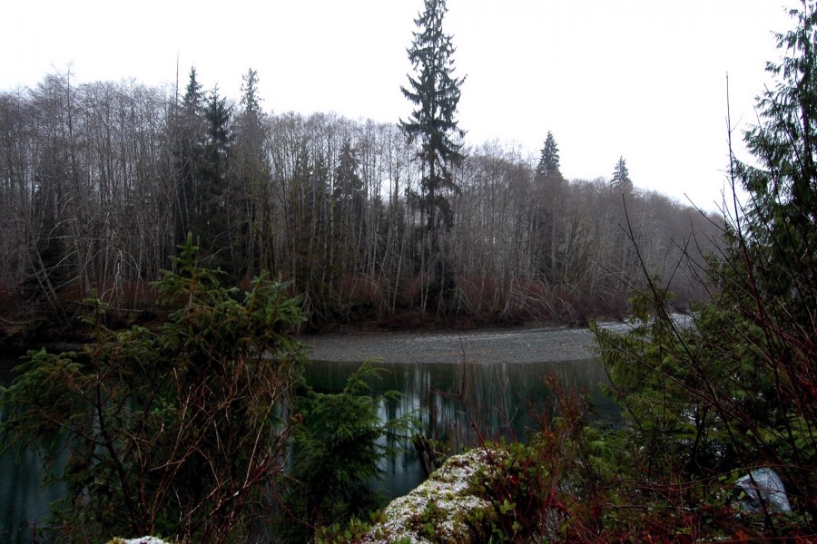 Árboles invernales junto a un río