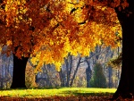 Sol iluminando los árboles en otoño