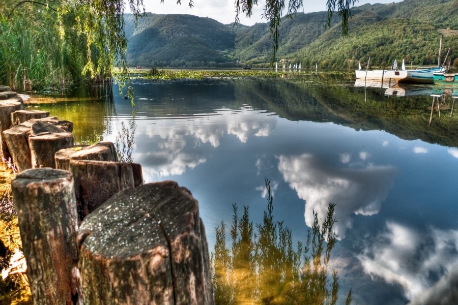 Troncos junto al lago