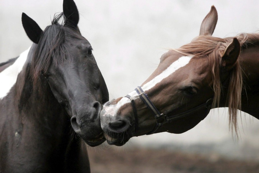 Hermosa pareja de caballos