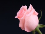 Bella rosa de color rosa