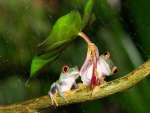 Dos ranas se protegen de la lluvia bajo una hoja