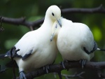 Una pareja de palomas blancas sobre una rama