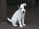 Bonito cachorro blanco con manchas negras