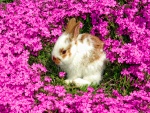 Conejo entre flores rosas